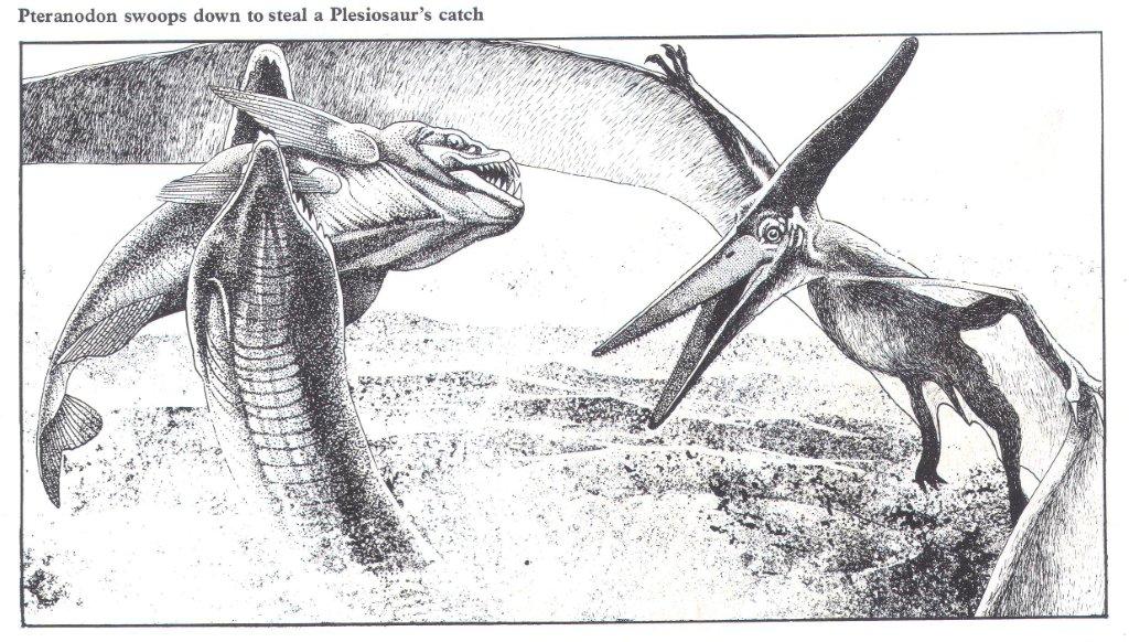 Добрая мама птеранодон. Кости плезиозавра. Птеранодон и Плезиозавр. Череп плезиозавра.